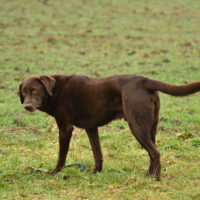 Verärgerter Labrador