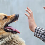 A male German shepherd bites a man by the hand.